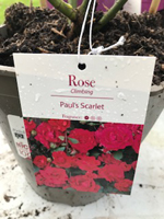 Rose - Paul's Scarlet